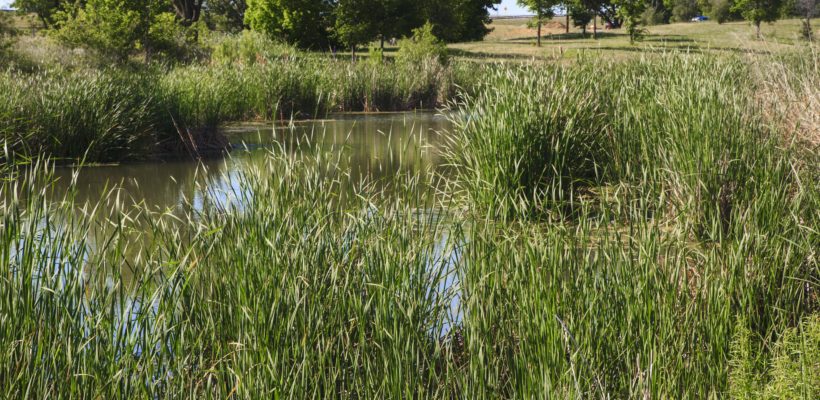 UNT Stadium Pond 2017 (7)