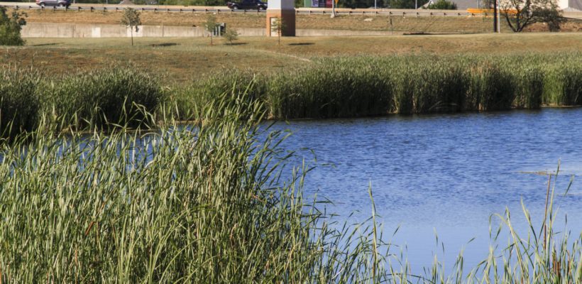 UNT Stadium Pond 2017 (9)